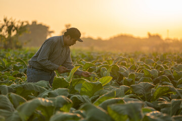 A farmer use a tablet to collect tobacco leaf growth data at sunset in a tobacco plantation....