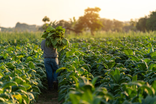 Agriculture, farmer carrying the harvest of tobacco leaves in the harvest season. Tobacco industry.