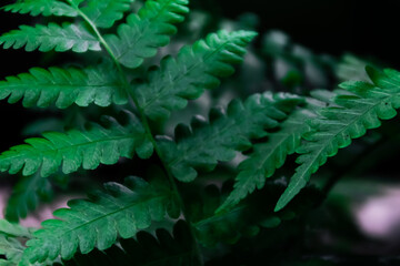 Close-up of fresh and green tropical fern leaf nature plants with dark scene and soft focus background for aesthetic and beauty wallpaper