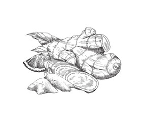 Fresh ginger root and spice powder in hand drawn sketch style, vector illustration isolated on white background.