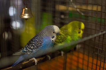 parrot in cage