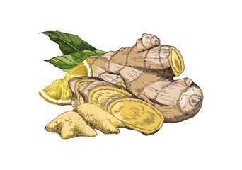 Ginger rhizome or root engraving vector illustration isolated on white.