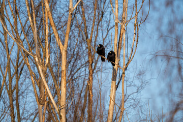 czarne ptaki na drzewach w zimowy słoneczny dzień - obrazy, fototapety, plakaty