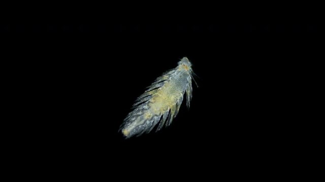 worm Polychaeta under microscope, family Lopadorrhynchidae. Possibly species Pelagobia longicirrata. Indian Ocean