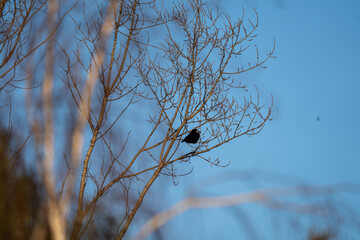 czarne ptaki na drzewach w zimowy słoneczny dzień - obrazy, fototapety, plakaty