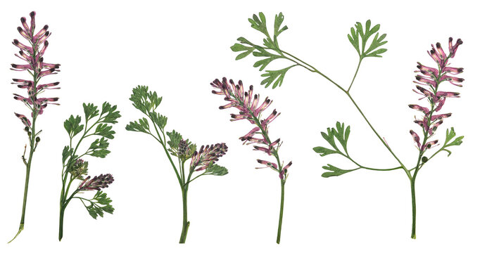 Pressed and dried flower fumaria officinalis on stem with green leaves, isolated on white background. For use in scrapbooking, floristry or herbarium. Medicinal herb.