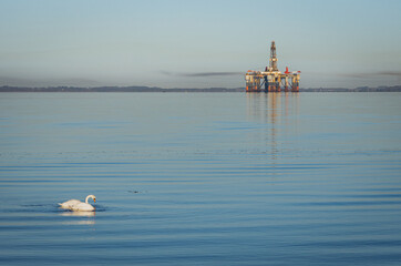 nature and man, a swan swims in the shadow of an oil rig under construction in the Cromarty Firth