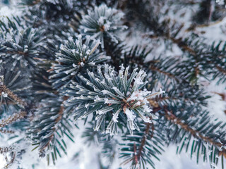 Spruce. Spruce needles. Snow. Trees in the snow.