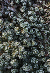 white frost on green grass in the park