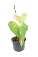 Green house plant isolated on white background