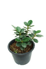 Green house plant isolated on white background