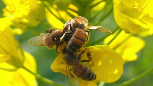 Slow motion close up of group of honey bees on yellow rape flower in spring sunny field insect in the nature outdoor Close-up of bee collecting nectar Insects help pollinate plants