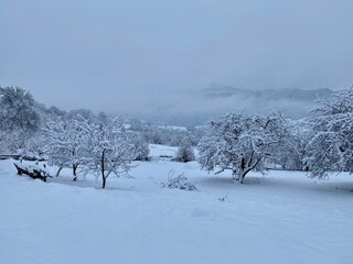snow covered trees