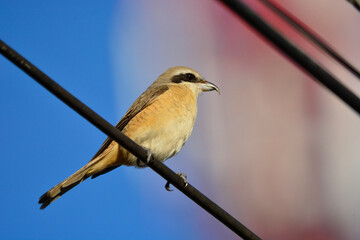 Brown shrike on electric wire isolation on background.