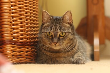 Fototapeta na wymiar Close up portrait of a beautiful tabby cat. Felis silvestris catus.