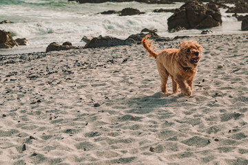 Cocker Spaniel Dog on Beach
