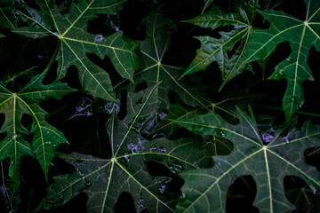 Aesthetic pattern of row of tropical green papaya leaves with dark cinematic scene for nature and exotic background and wallpaper