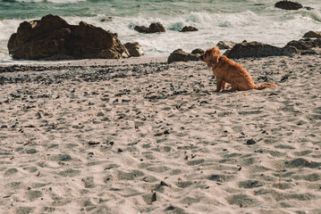 Cocker Spaniel Dog on Beach