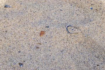 Sandy background with shells at beach