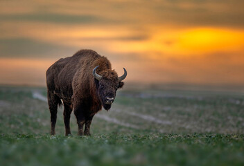 European bison ( Bison bonasus) on sunset background