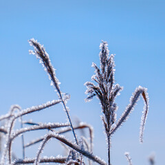 Beautiful dry grass covered with snow in the hoarfrost against a blue sky