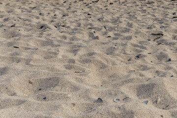 Sandy background with shells at beach