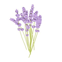 Fototapeta premium Lavender Isolated On A White Background Hand Drawn Illustration 