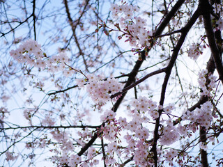 桜の花とつぼみ