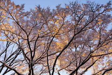 朝の陽光を受けてピンク色に染まる樹木の雪