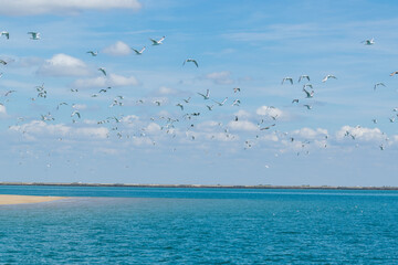 Banc de mouette prenant son envol au bord de mer