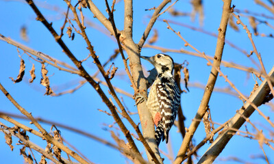 Fototapeta premium Freckle-breasted Woodpecker on tree.