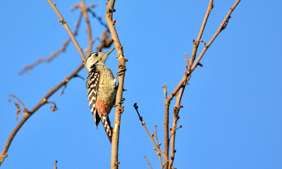 Freckle-breasted Woodpecker on tree.