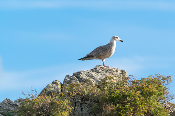 Mouette sur un rocher au bord de la mer avec un ciel bleu 