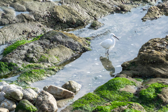 Oiseux les pieds dans l'eau au bord de la mer