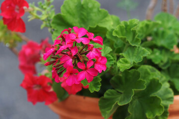 Obraz na płótnie Canvas Red geranium flowers in a flower pot