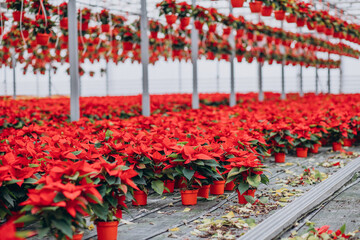 Planty of red flowers in green house