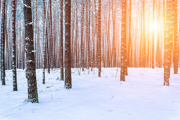 Sunbeams streaking through pine trunks in a winter pine forest after a snowfall.