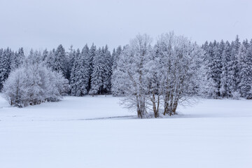 Fototapeta na wymiar A grove of trees in a field covered with fresh snow. A few trees are in the middle of a field covered with fresh snow. Behind, the pine forest forms a barrier. The fir trees are covered with snow.