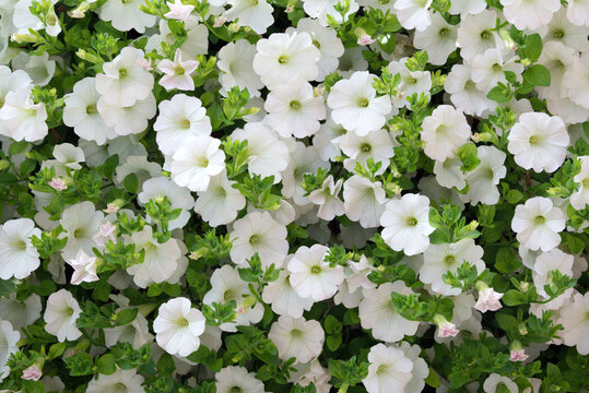 White flowering million bells, calibrachoa in close up.