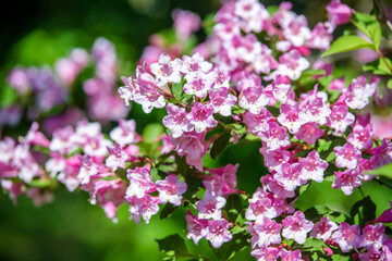 pink weigela blooms in the Botanical garden
