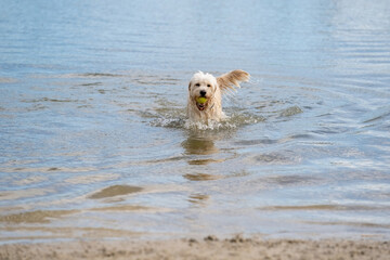 Labradoodle dog runs out of the water with a yellow ball in its mouth. White curly dog in the blue lake. Water droplets leak from its beak and tail