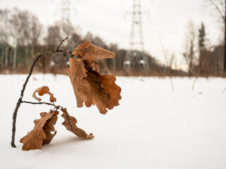 Branch with dry oak leaves in the snow on the background of a winter landscape with power lines