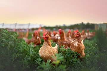 happy free range chicken in the meadow - obrazy, fototapety, plakaty