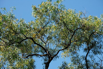 branches against blue sky