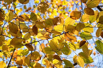 Yellow leaves on a tree branch in Germany on a sunny fall day.