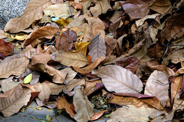 autumn leaves in the snow