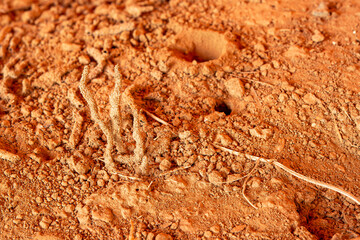 Fototapeta na wymiar A small termite nest built above the ground.