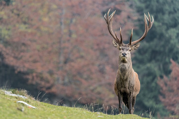 Face to face with majestic deer male in the wild (Cervus elaphus)