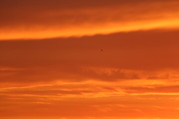 Fototapeta na wymiar Bird flying in sunset
