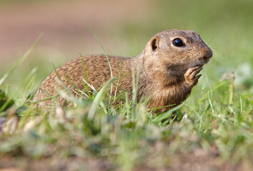 Cute Europen ground squirrel eat in the natural environenment, close up, detail, Spermophilus citellus, Slovakia
